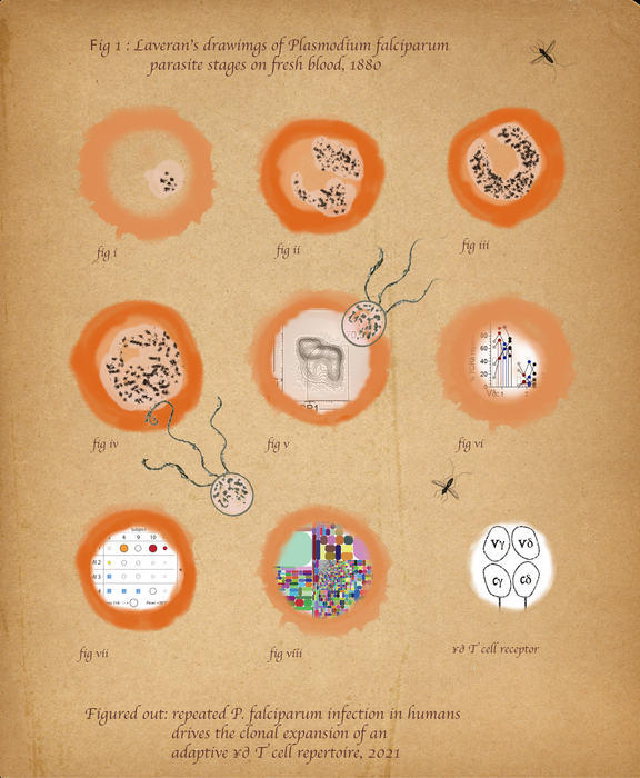 Figuring out how the immune system is shaped by malaria.