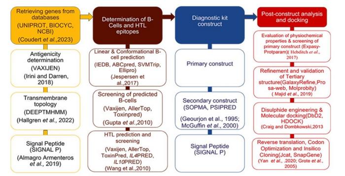 A flowchart of the methodology used in the design of the detection kit.