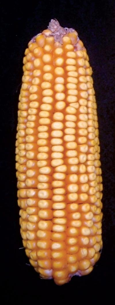 The Amazing Maize Genome (3 of 3)