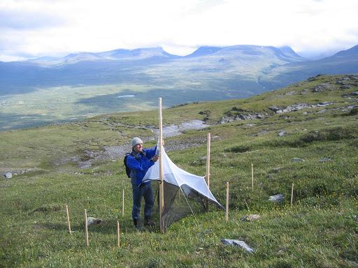 Setting up a Malaise Trap, Abisko National Park (Sweden)