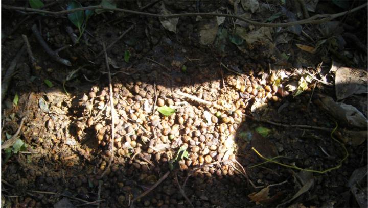 Rotting Fruit Sample 