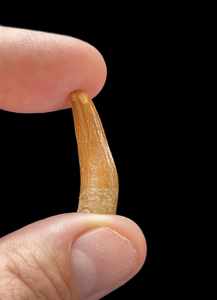 A plesioaur tooth