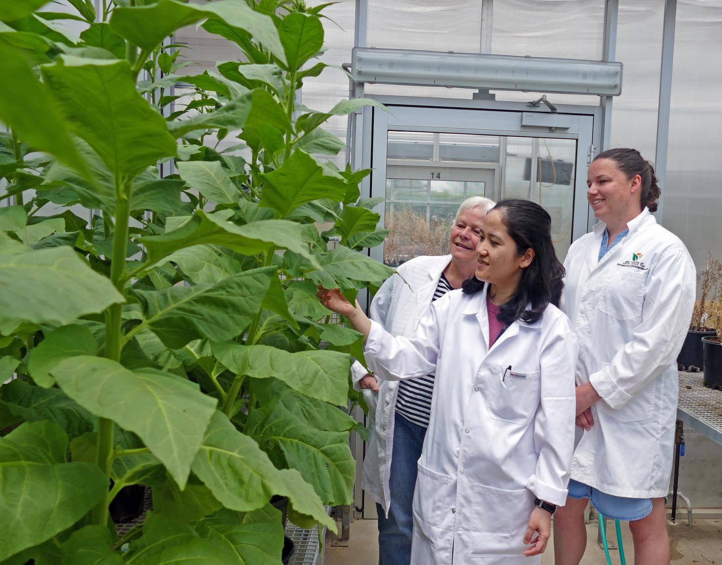 Finding the best targets to improve crop yield