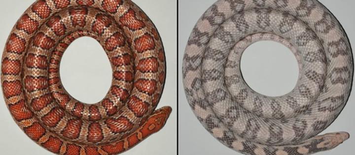 The Skin of Corn Snakes