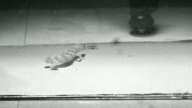 Gecko Prey Strike