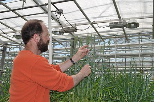 John McLaughlin with hard red spring wheat