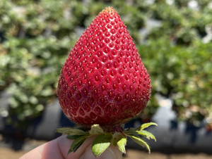 Strawberry