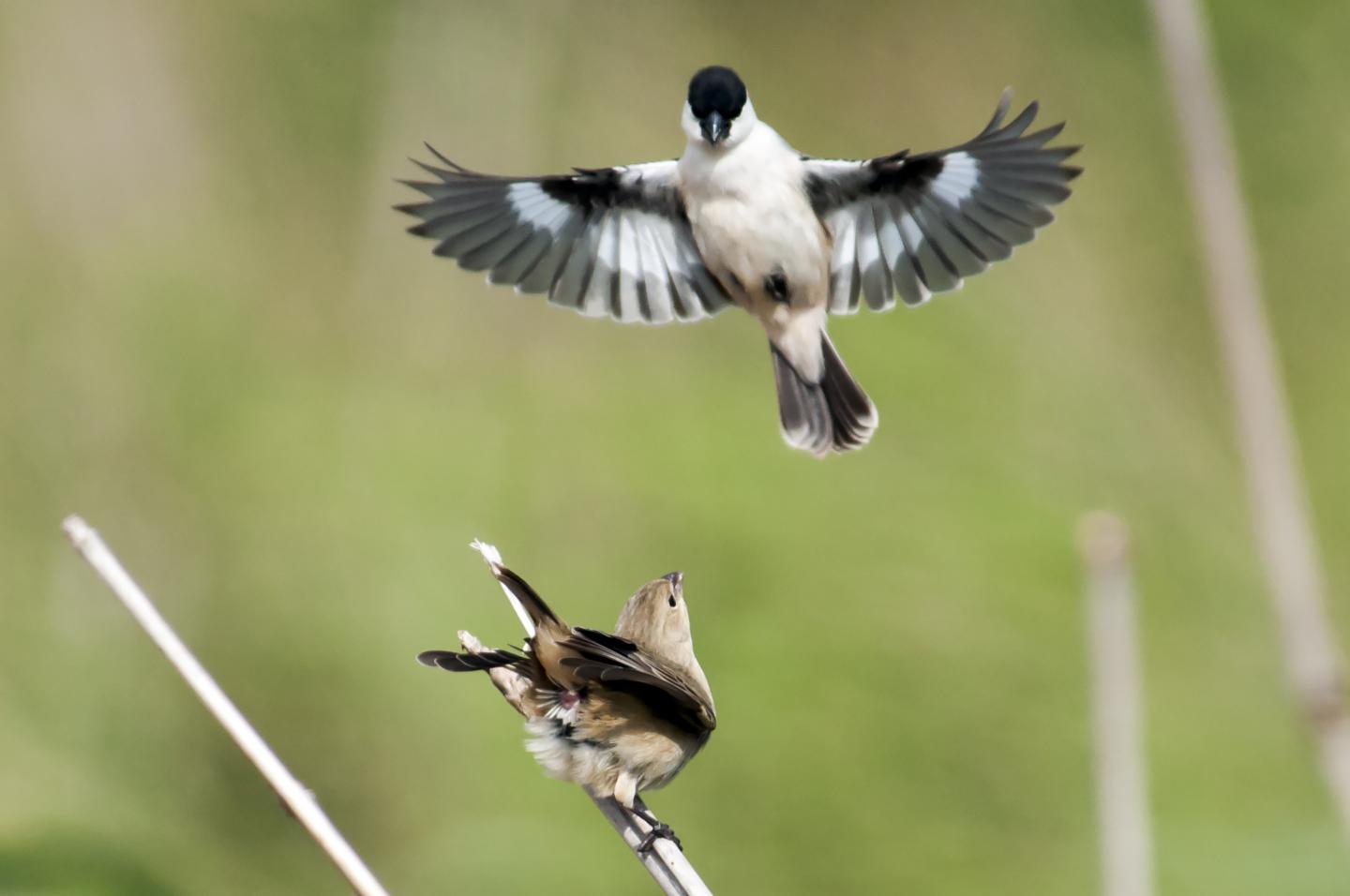 Despite Lack of Diversity, Why Do Fin EurekAlert!