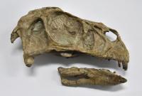 Skull of the Early-Diverging Oviraptorosaurian Pennaraptoran Incisivosaurus