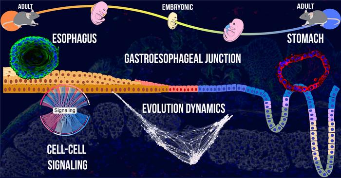 Graphical illustration