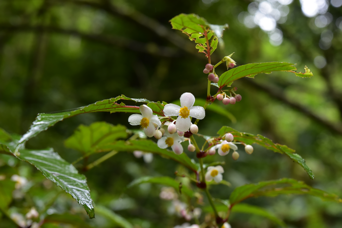 Male inflorescence of Begonia giganticaulis