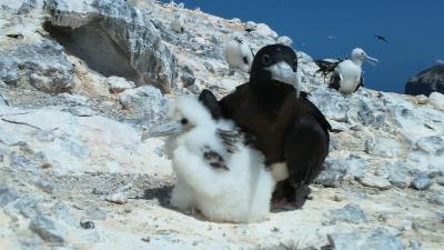 Ascension Island Frigatebirds Female and Chick