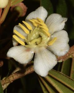 One of Seven New, Threatened Plant Species Discovered by an NYBG Scientist and Colleagues in the Peruvian Andes