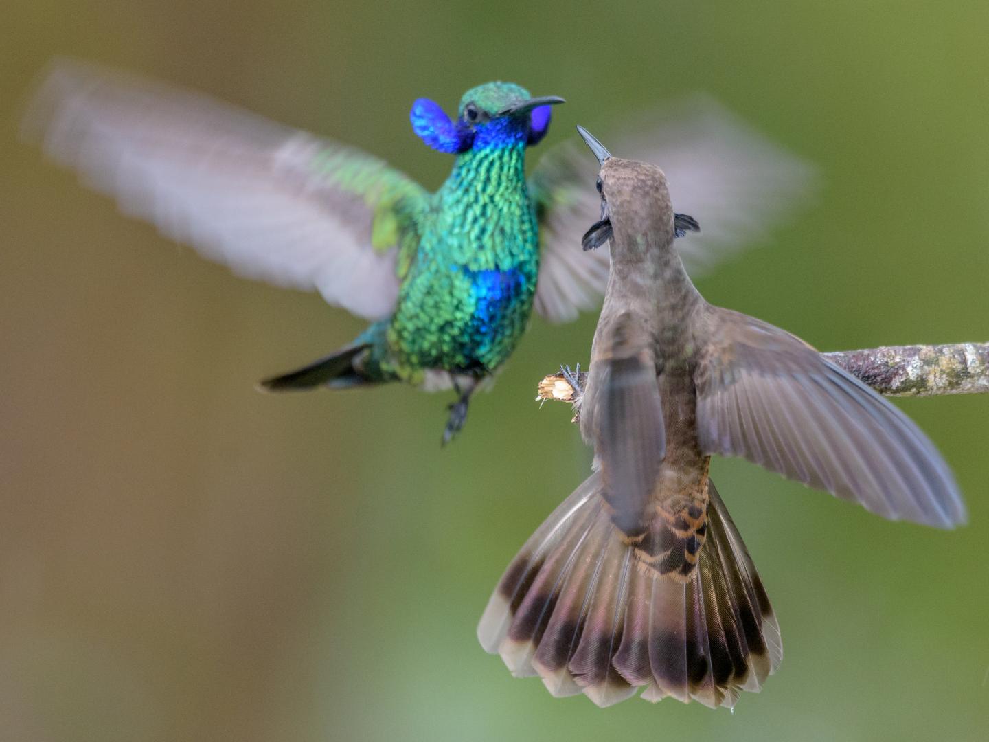 Sparring Hummingbirds