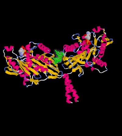 Structural Rendering of Kinesin