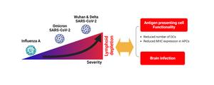 A comparison of severity and lymphoid depletion in mice infected with Wuhan, Delta, and Omicron SARS-CoV-2 and Influenza A