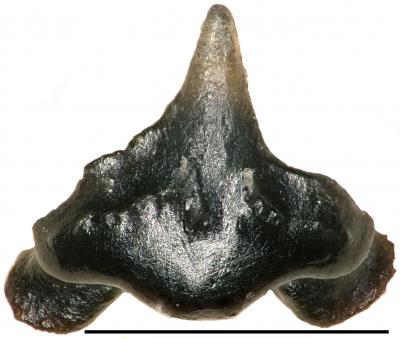 <em>Galagadon</em> Tooth