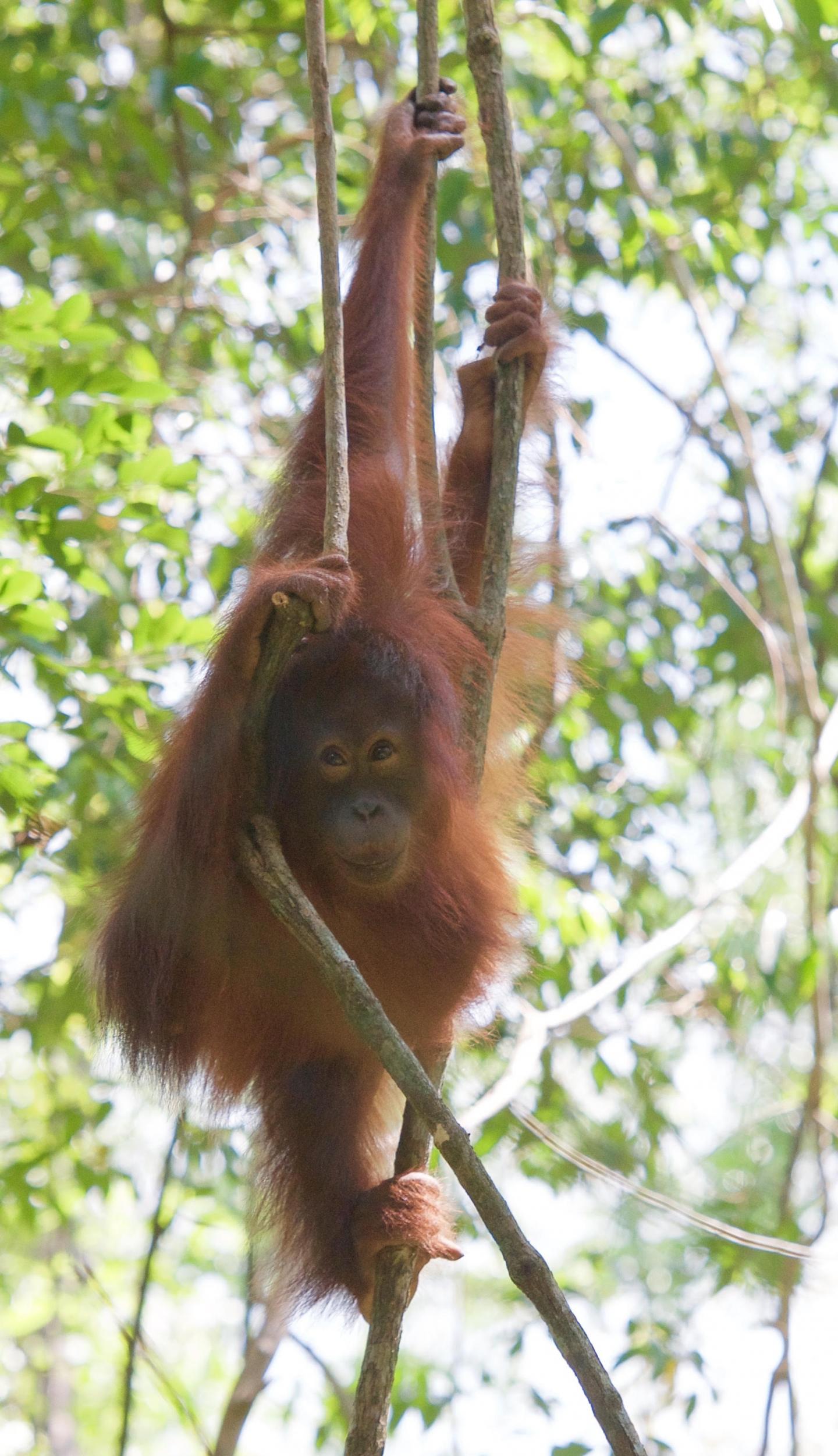 Bornean Orangutan