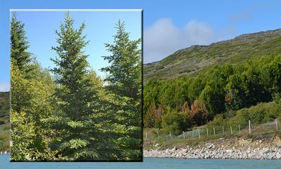 Forest Planted in Southern Greenland (Qanassiassat)