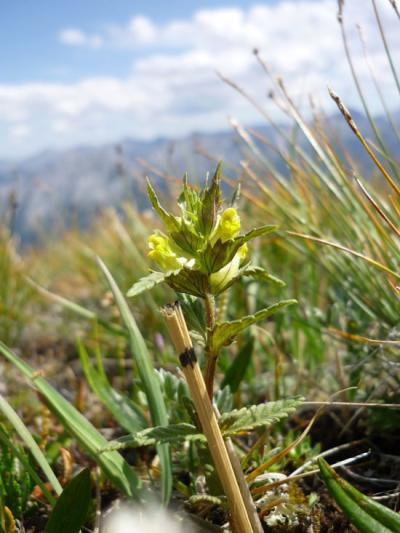 Yellow Rattle
