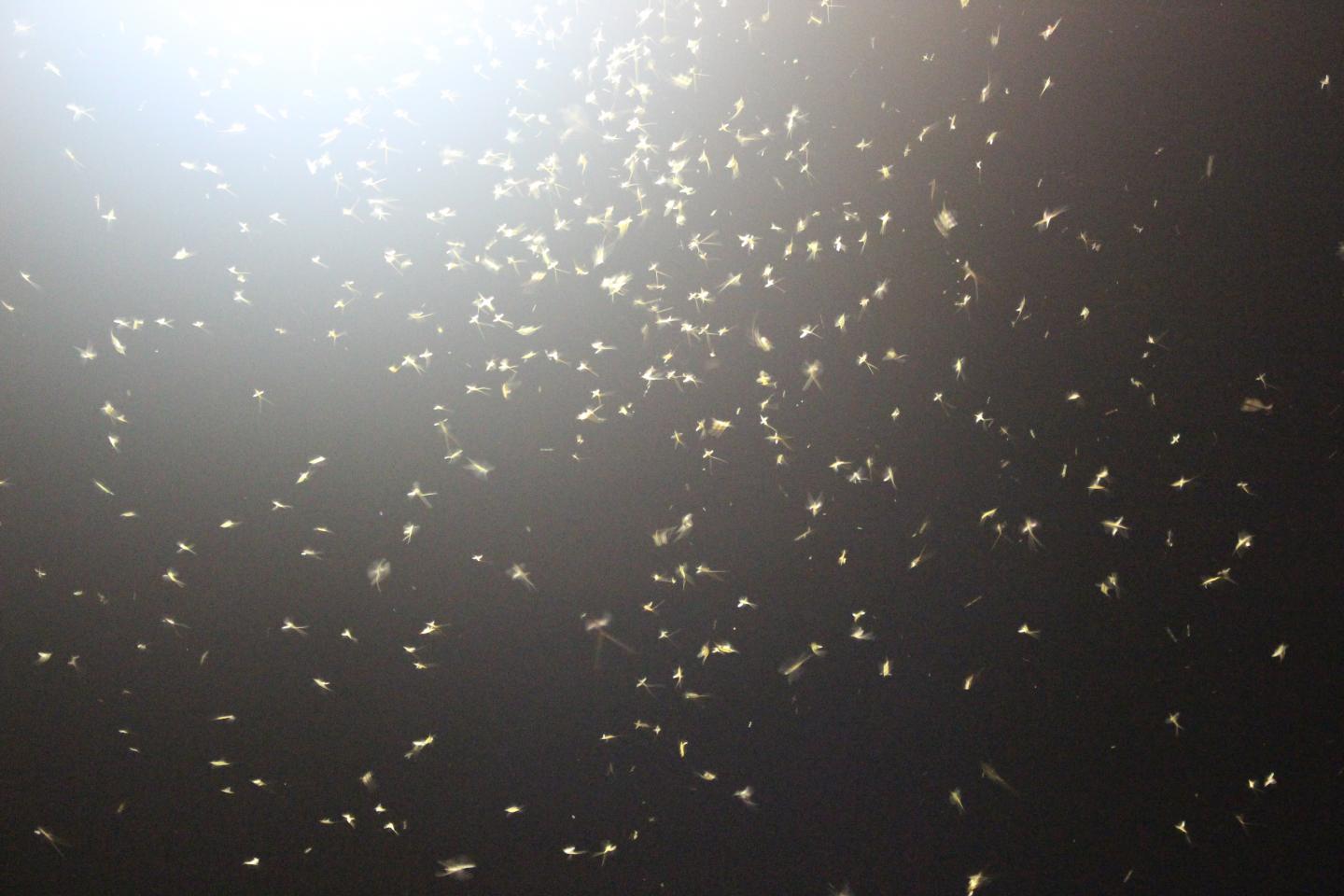 Adult mayflies following an em [IMAGE] EurekAlert! Science News Releases