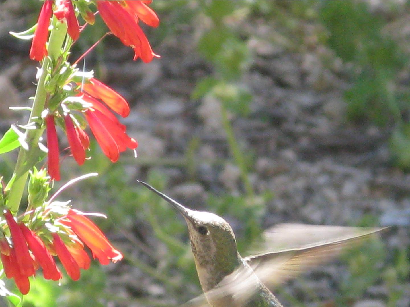 Hummingbird Visit