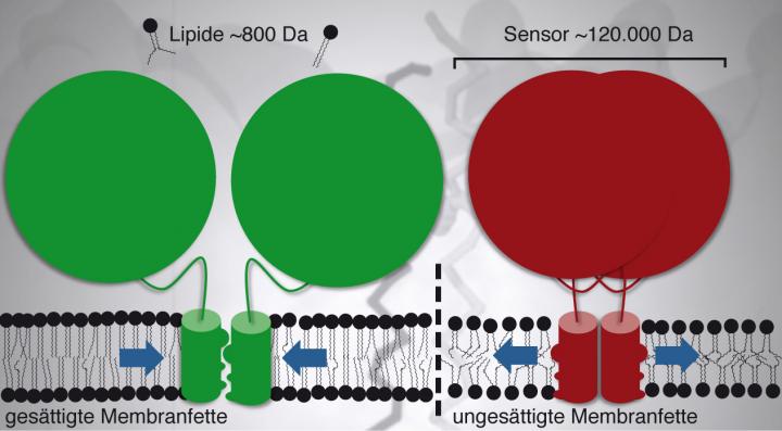 Membrane Lipids