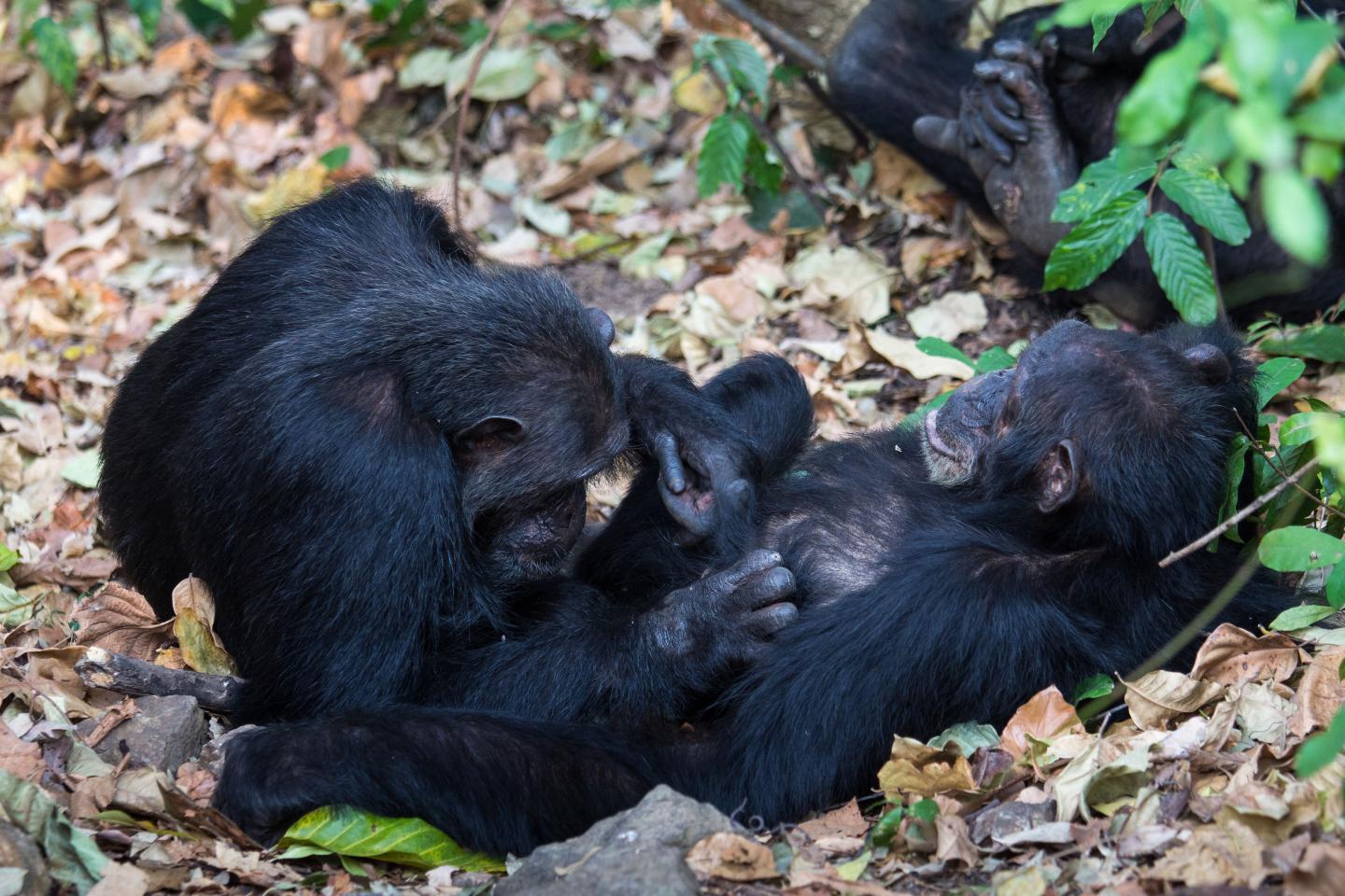 Being Sociable Boosts Gut Microbe Diversity In Chimpanzees