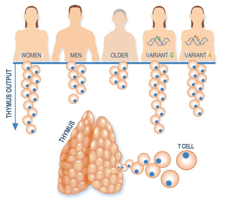 Immunological Survey Unveils the Determinants of T Cell Development (1 of 1)