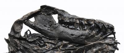 Transitional Middle Ear