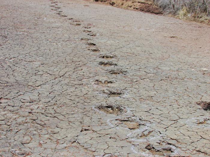 Al otro lado se encontraron huellas de dinosaurios idénticas