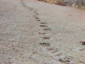 Dinosaur footprints in Brazil