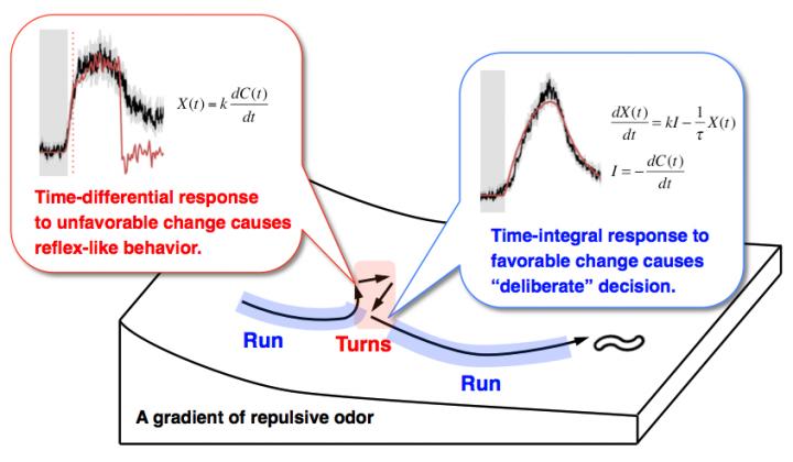 Figure 2 Time-Differential and Time-Integral Neural Responses