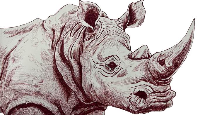 Rhinoceros sketch