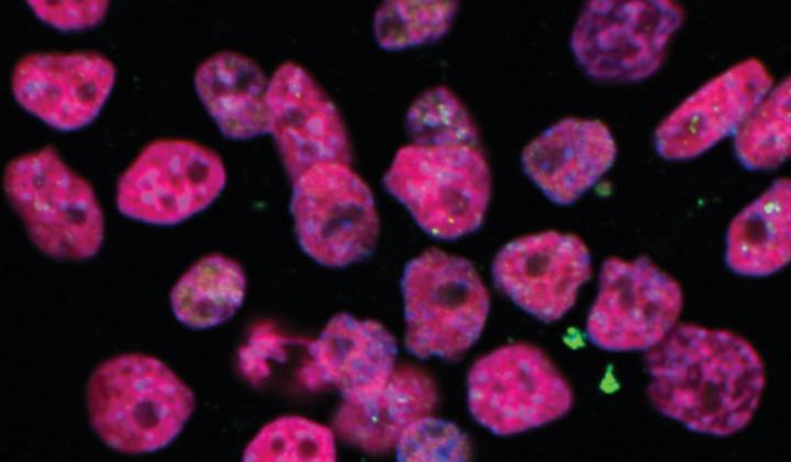 Embryonic Stem Cells