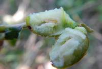 Fly Larvae in a Gall