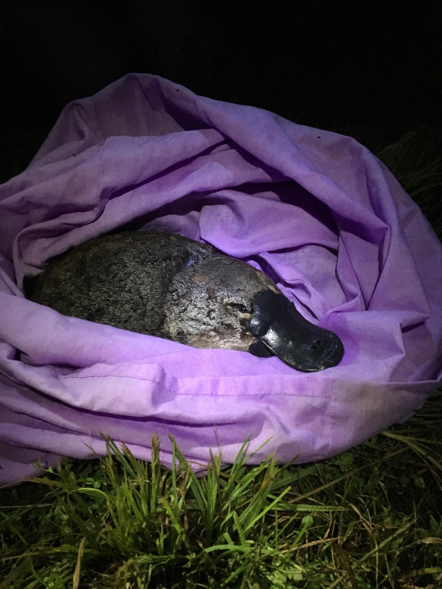 Platypus on Brink of Extinction (2 of 3)