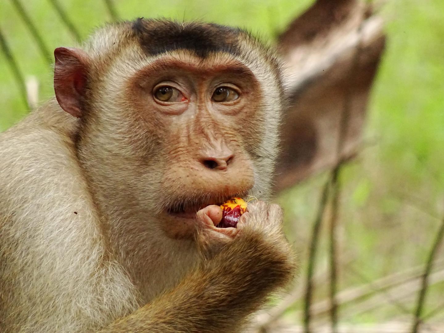 macaque eats a palm oil fruit