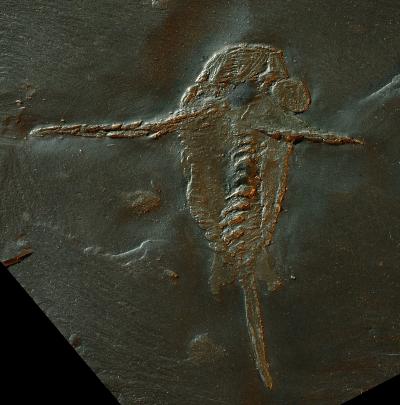 Photograph of Schinderhannes bartelsi