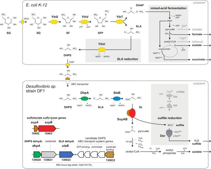 Degradation of Sulfoquinovose