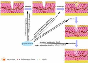 Promoting effect of polysaccharide on the wound repair process