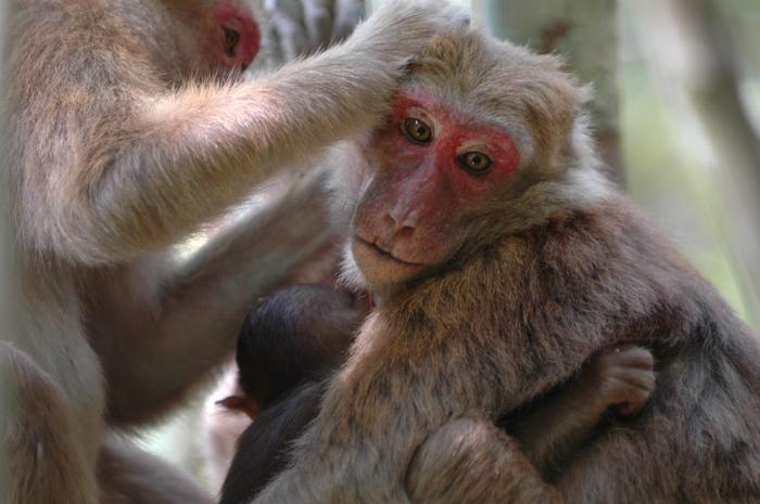 Assamese macaques grooming
