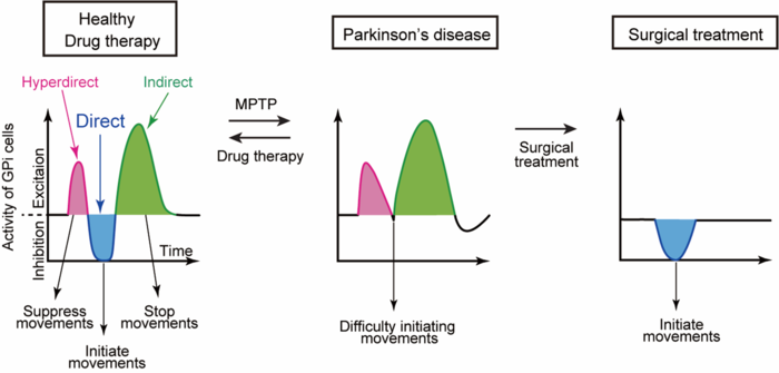 Activity of GPi cells in response to electrical stimulation of the cerebral cortex.