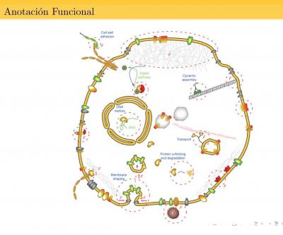 Using Computational Biology for the Annotation of Proteins