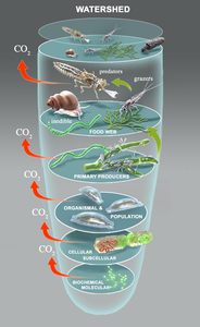 Aquatic food web featuring Epithemia and Cladophora