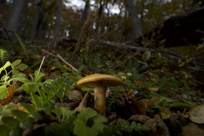 An ectomycorrhizal mushroom on the forest floor in Patagonia