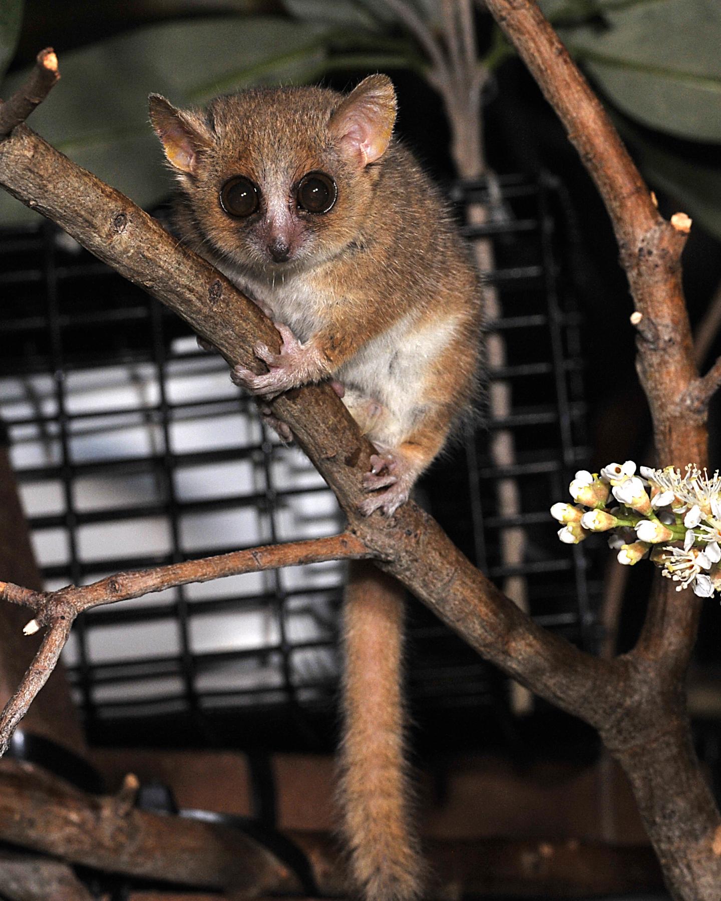 A Gray Mouse Lemur
