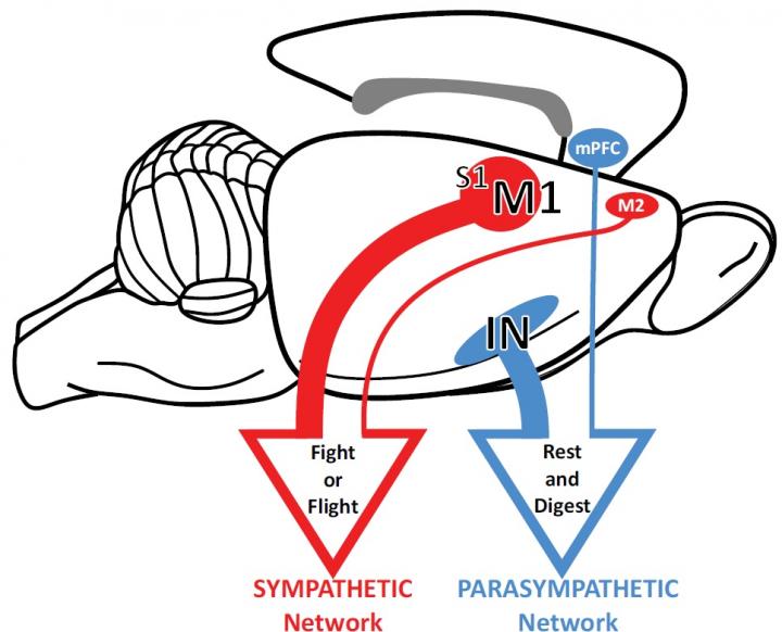 Two Nervous Systems