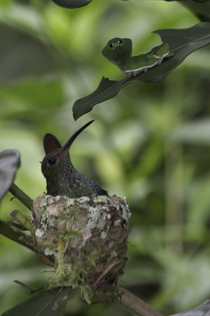 Caterpillar Near Nest