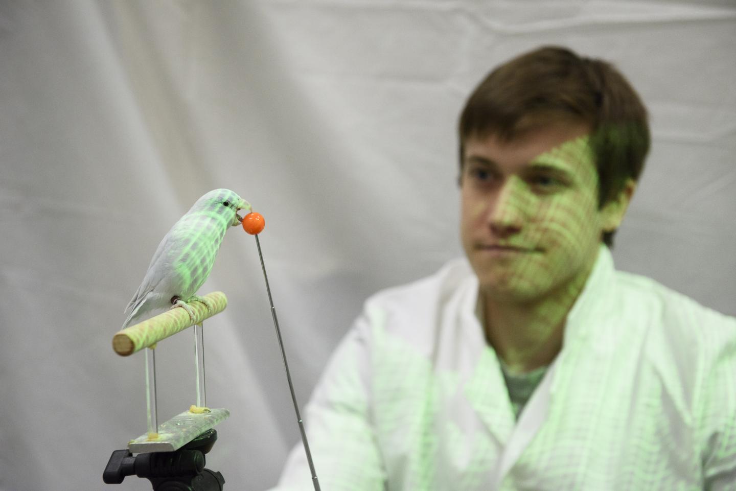 Bird with Light Projection